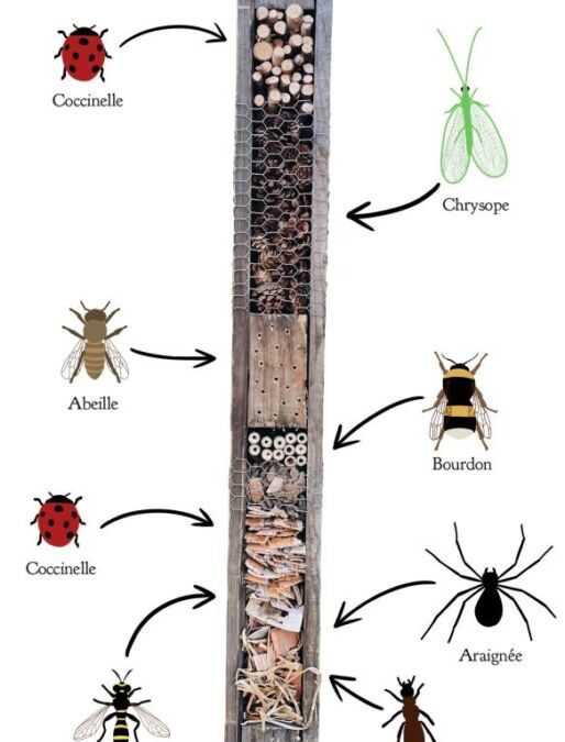 maison petit insecte bois