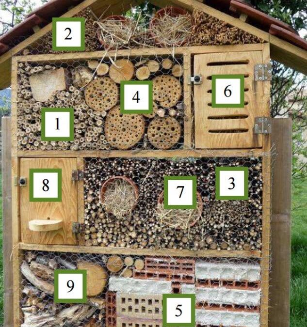 Identifier les petits insectes dans une maison en bois
