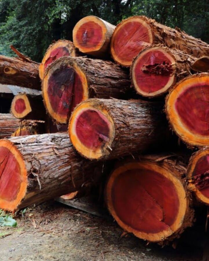 Exotique bois rouge durable